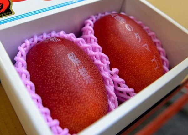 Cặp xoài được bán với giá kỷ lục 3000 USD