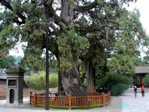 Nhân bản cây bách 5.000 năm tuổi