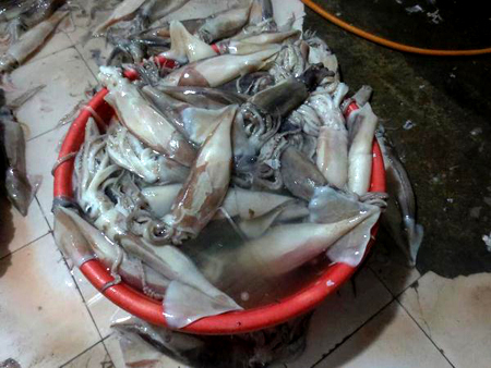 Phát hiện thủ đoạn biến mực ươn thối thành mực tươi