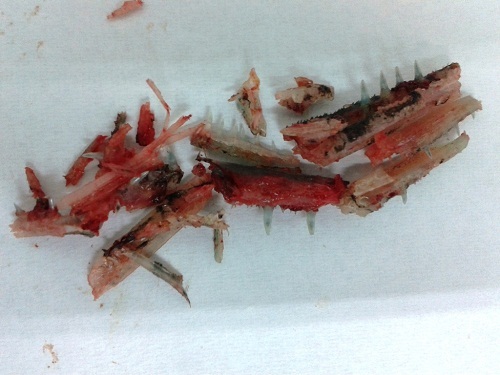 Đã xác định loài cá đâm trọng thương nữ du khách người Nga