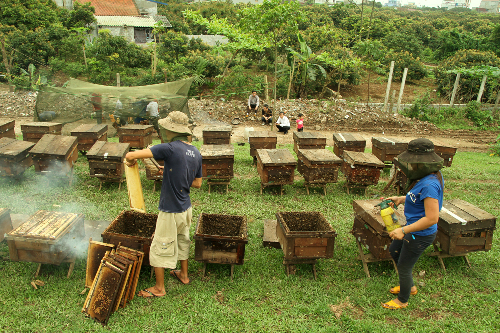  Những người mang ong đánh mật khắp Việt Nam