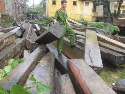 TP HCM: Phá đường dây xuất lậu gỗ quy mô lớn