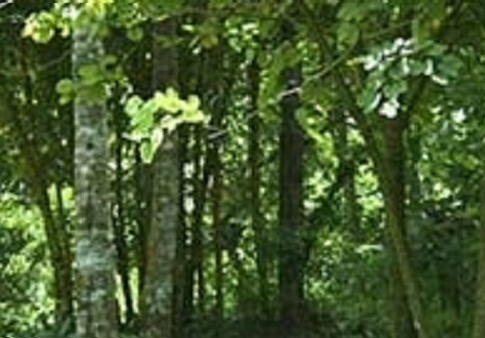 Phát rẫy trúng bom bi, cụ ông 72 tuổi tử vong