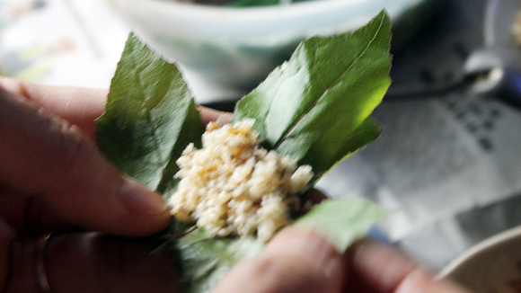 Mùa săn trứng kiến