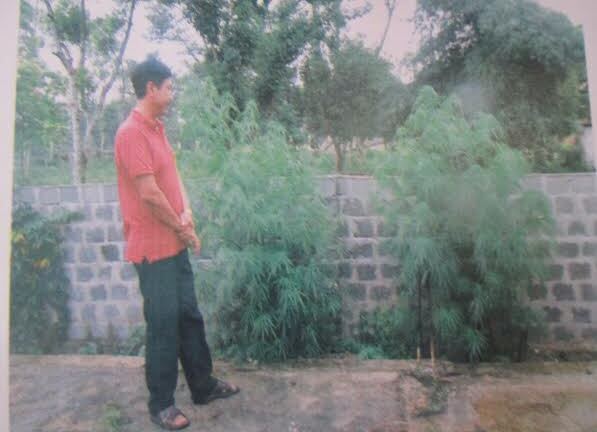 Quảng Bình: Phát hiện trồng cần sa trái phép tại nhà