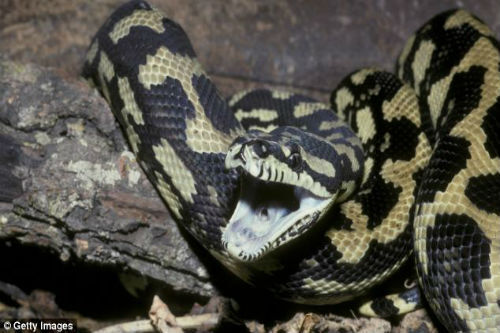 Trăn “khủng” dài gần 5m siết chết chó nhà 