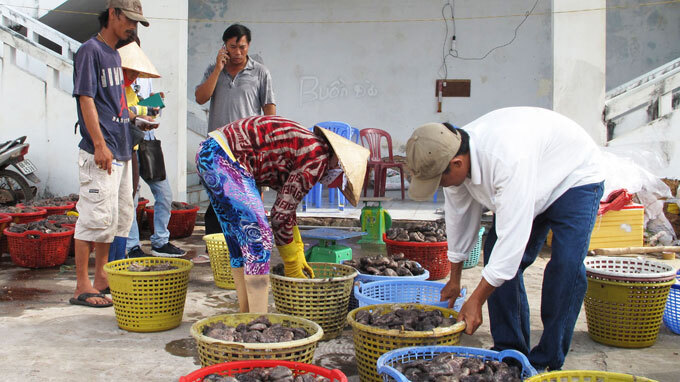 Cày nát đáy biển săn banh lông