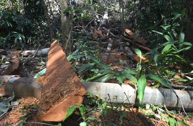 Hạ cây, xẻ gỗ trong rừng phòng hộ Minh Hóa