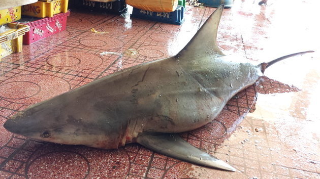 Cá mập lại xuất hiện gần bãi tắm Quy Nhơn