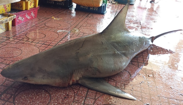 Cá mập mang thai mắc lưới trên biển Quy Nhơn