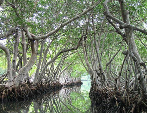 Trung đoàn biệt kích Nhật Bản bị cá sấu xóa sổ