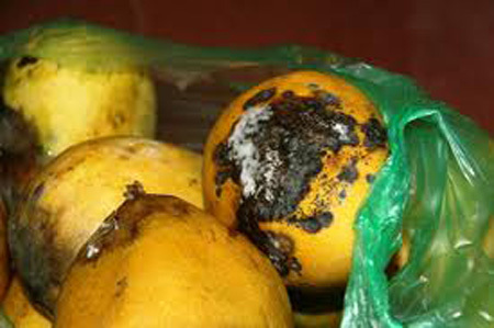 Hoa quả dập nát, thối rữa tiêu thụ dễ nhất ở đâu?