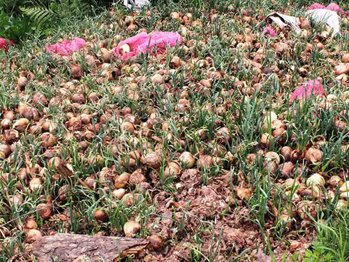 Hàng trăm tấn hành tây đổ bỏ vì hàng Trung Quốc