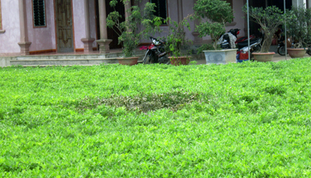 Phát hiện thi thể nam thanh niên trong vườn lạc