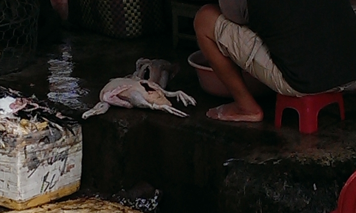 Giết mổ gia cầm sống, cần thay đổi thói quen người tiêu dùng