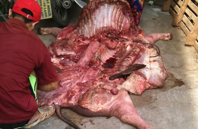 Kỹ nghệ 'hô biến' lợn chết thành thịt tươi giá 15.000 đồng