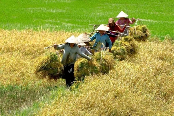 Nông sản Việt Nam: Bớt dựa vào thị trường Trung Quốc