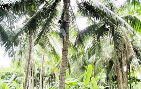 Nghệ An: Đứt dây điện khi hái dừa, 2 thanh niên tử vong