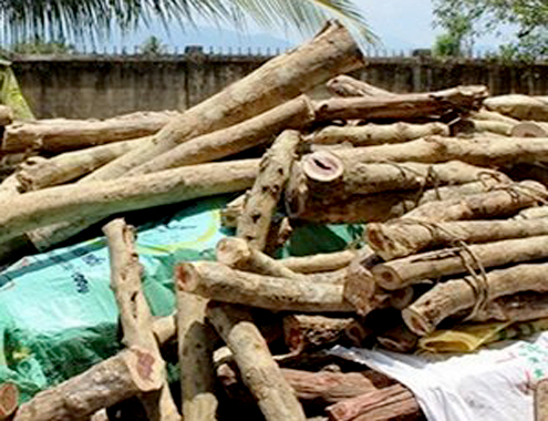 Thương lái bị phạt 300 triệu đồng vì buôn 10 tấn gỗ quý hiếm