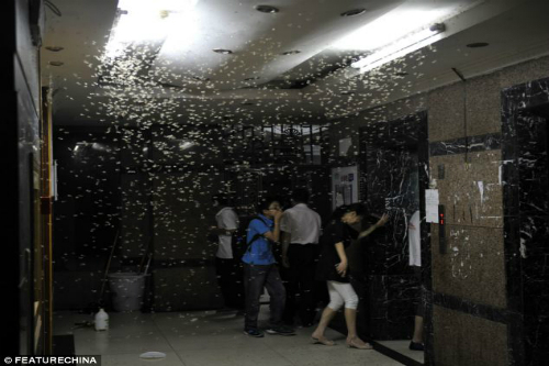 Đàn mối tấn công khu chung cư Trung Quốc