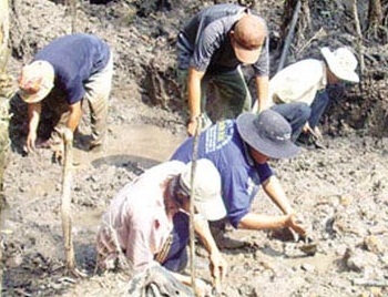 Dân đua nhau xới ruộng vì ảo vọng  "kho báu vàng lá "