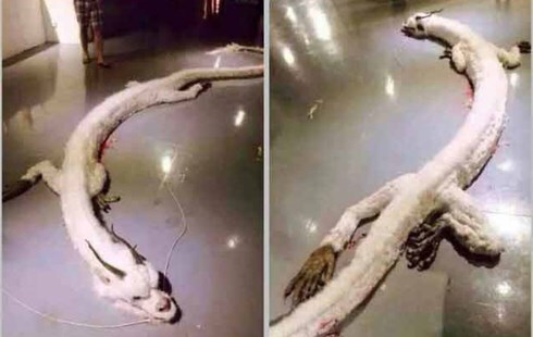 Vén màn bí ẩn về con rồng trắng xuất hiện ở Malaysia