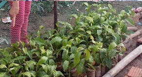 Kon Tum: Phát hiện 9 giếng nước nghi nhiễm độc giữa khu dân cư