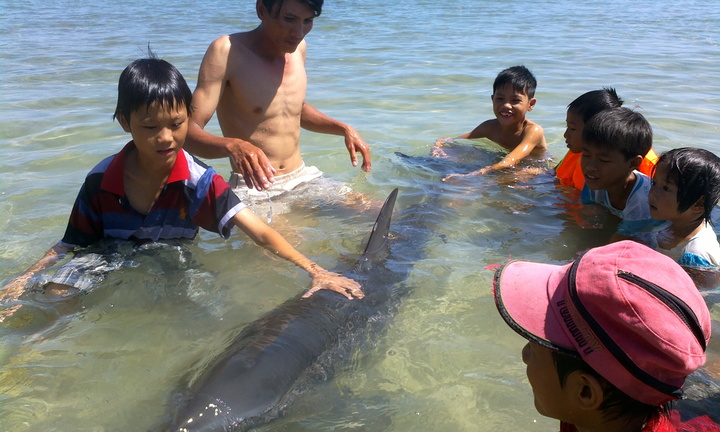 Huế: Cá heo dài 1,8m dạt vào bờ