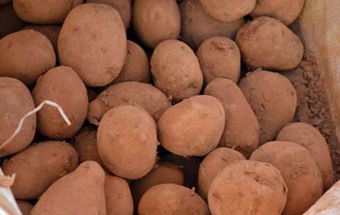 Khoai tây TQ đội lốt khoai Đà Lạt: Giá tăng gấp 3 nhờ bôi đất đỏ