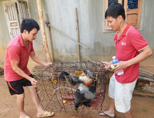 Phát hiện một cá thể voọc chà vá đặc biệt quý hiếm