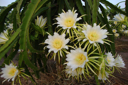 Bí ẩn việc thương lái Trung Quốc thu mua hoa thanh long