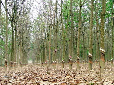 Tây Nguyên: Dân khóc ròng, quay lưng với 