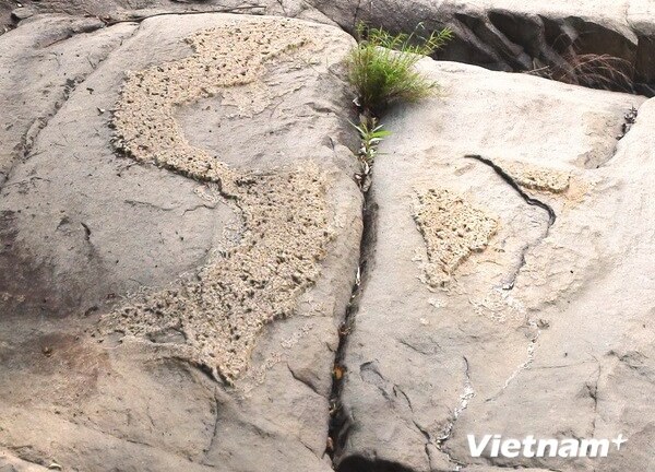 Phát hiện phiến đá nổi lên hình ảnh về bản đồ Việt Nam