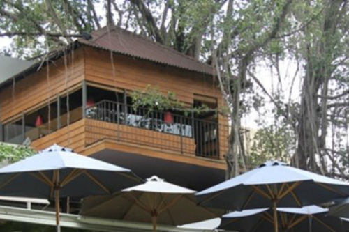 Người Sài Gòn uống cà phê… trên cây cổ thụ