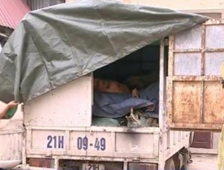 Bắt giữ xe ô tô chở hơn 1 tấn thực phẩm động vật đang phân hủy