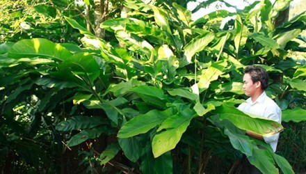 Dân phá rẫy trồng bo bo để bán hạt sang Trung Quốc