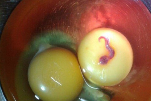 Phát hiện sinh vật lạ ngoe nguẩy đuôi trong lòng đỏ trứng gà