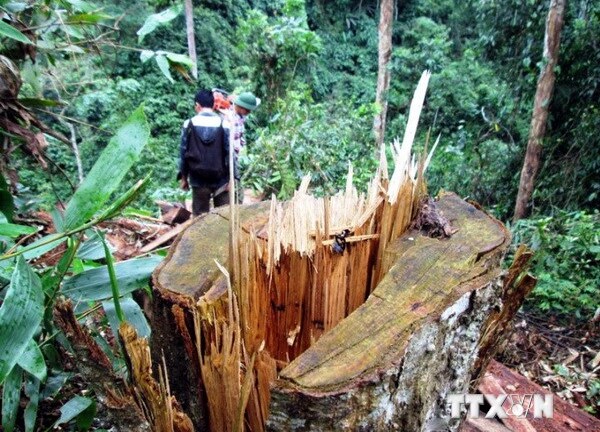 Khởi tố Phó Giám đốc thuê người phá rừng