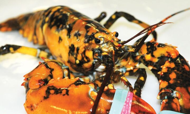 Phát hiện tôm hùm màu cam chấm đen cực hiếm ở Anh