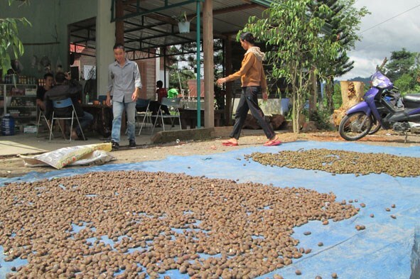 Cơn sốt săn ươi rừng lên tận vùng Tây Nguyên