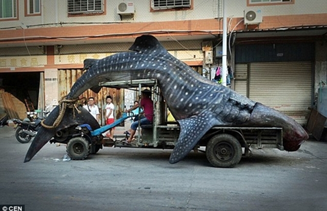 Ngư dân Trung Quốc bắt được cá mập