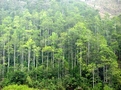 Dân phải thuê lại đất của mình để sản xuất