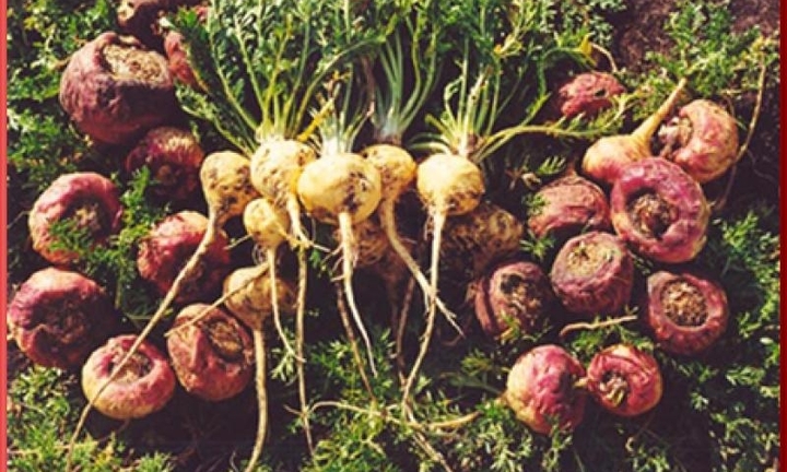 Tăng cường sinh lý nam và nữ với thảo dược Lepidium Meyenii