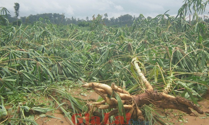 Vụ vỡ đập thủy điện Ia Krêl 2: Dân lâm vào cảnh đói nghèo