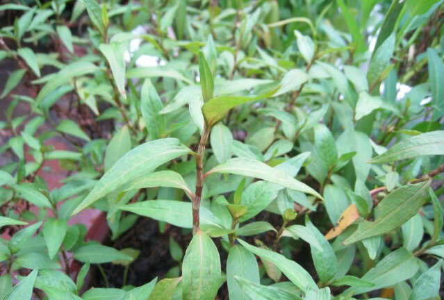 Clip: Kinh hoàng với cánh đồng rau răm toàn vỏ thuốc tăng trưởng