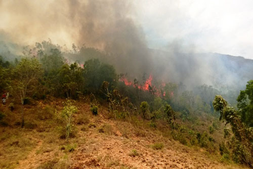 Bình Định: Cháy lớn trên núi Bà Hỏa