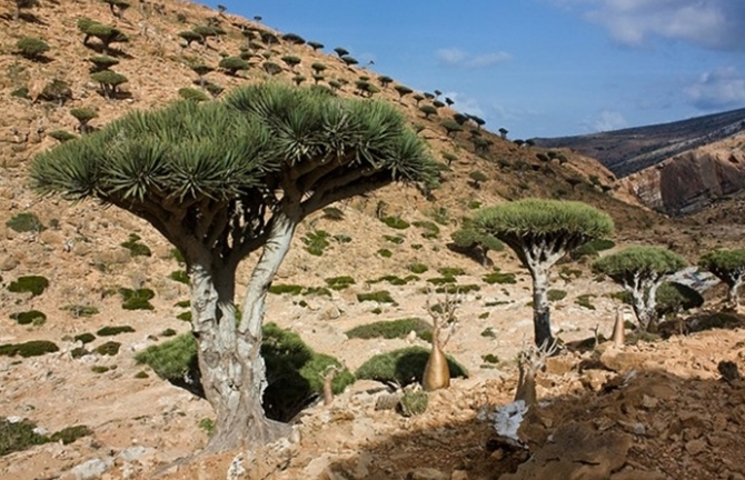 Tham quan đảo “thiên đường” Socotra qua hình ảnh 
