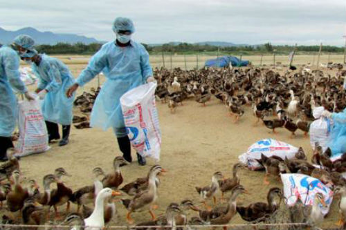 Việt Nam: Lần đầu tiên xuất hiện chủng virus cúm gia cầm H5N6