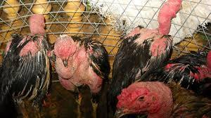 Tạm giữ gần 100 đối tượng tham gia sới bạc đá gà