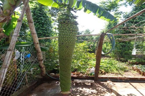 Đổ xô đi xem buồng chuối 150 nải kỳ lạ, kéo oằn thân cây